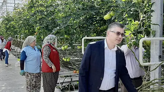 Cam Serada Üretilen Domatesler Dünya'ya İhraç Ediliyor