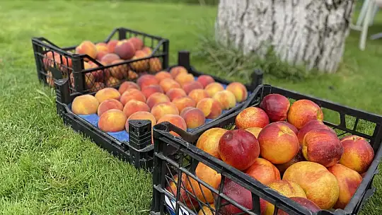 Kepsut Şeftalisi Hasadı Devam Ediyor