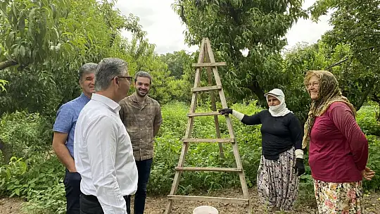 Kepsut Şeftalisi Hasadı Devam Ediyor