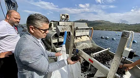 Bandırma'dan Midye Hasadı