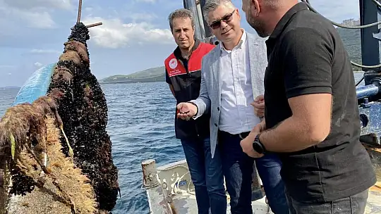 Bandırma'dan Midye Hasadı