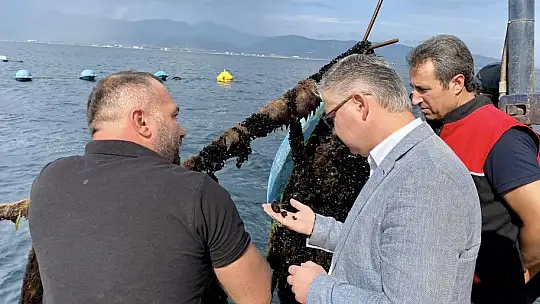 Bandırma'dan Midye Hasadı