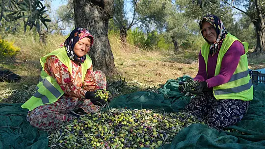 Burhaniye Belediyesi , 'doğallık ve güven' ilkesiyle Zeytinyağlarını tüketiciyle buluşturuyor