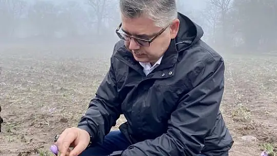 Balıkesir'de Safran Üretiliyor