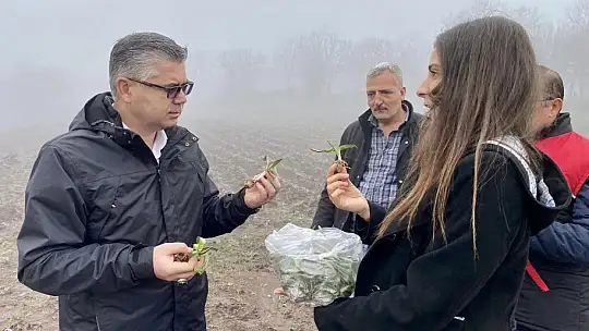 Balıkesir'de Safran Üretiliyor