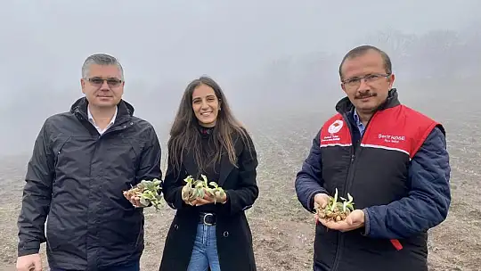 Balıkesir'de Safran Üretiliyor
