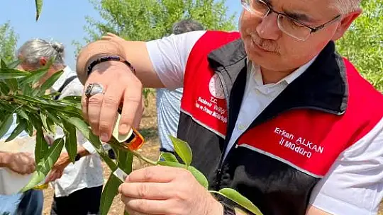 Kokarca'ya Karşı Biyolojik Mücadele Başladı…