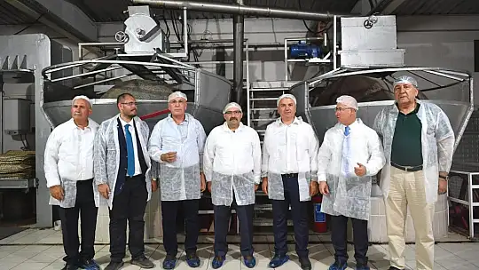 Ayvalık'ta Yılın İlk Zeytin Hasadı Yapıldı
