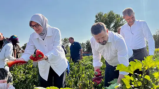 Bigadiç Çekirdekli'de Biber Hasadı Coşkusu...