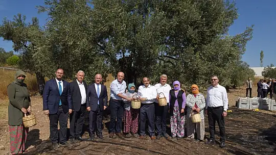 Ayvalık'ta Yılın İlk Zeytin Hasadı Yapıldı