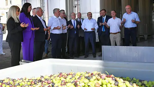 Ayvalık'ta Yılın İlk Zeytin Hasadı Yapıldı