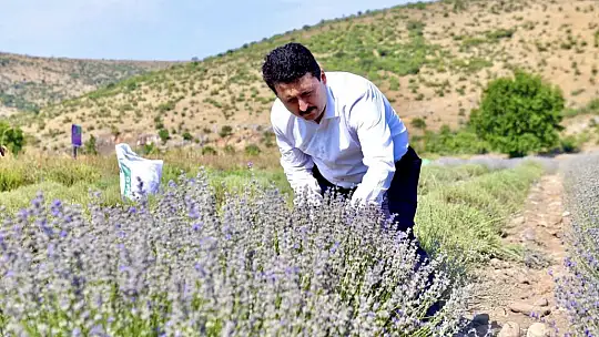 Altıeylül Lavanta Hasadı Başladı