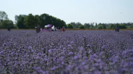 Altıeylül Lavanta Hasadı Başladı