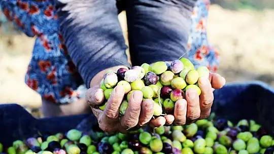 Altın Sarısı Sofralarımızla Buluşacak