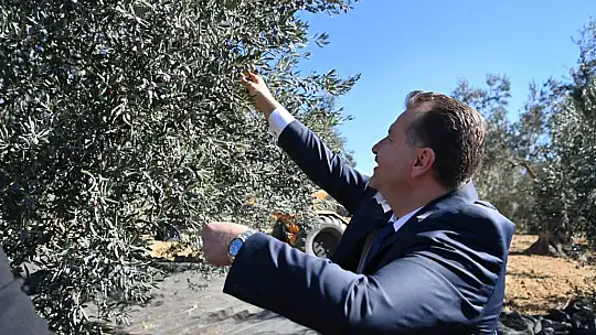 Altın Sarısı Sofralarımızla Buluşacak