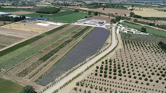 Türkiye'nin İlk Yerli Kara Mürver Şurubu SAMBUÇEM