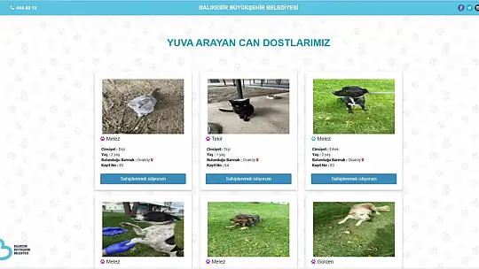 Balıkesir'de can dostlar Büyükşehir eliyle güvende