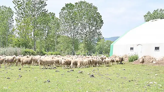 BALIKESİR'DE ARICILAR İÇİN YENİ DESTEKLER