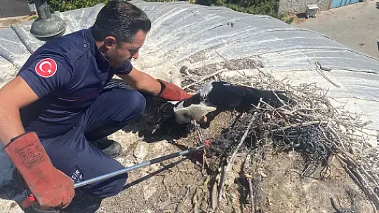 Büyükşehir, Yaralı Leyleği Kurtardı