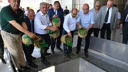 Ayvalık'ta Yılın İlk Zeytin Hasadı Yapıldı