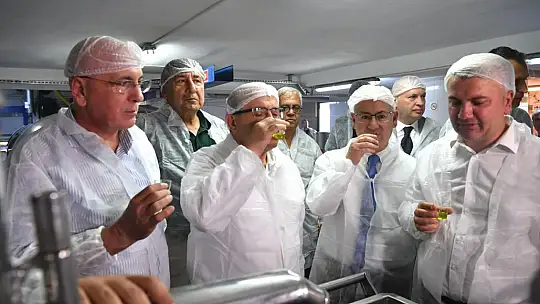 Ayvalık'ta Yılın İlk Zeytin Hasadı Yapıldı