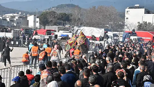 7. Geleneksel Edremit Deve Güreşleri Festivali