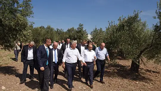 Ayvalık'ta Yılın İlk Zeytin Hasadı Yapıldı