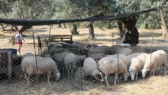 Edremit'te Kurban Satış ve Kesim Yerleri Belirlendi!