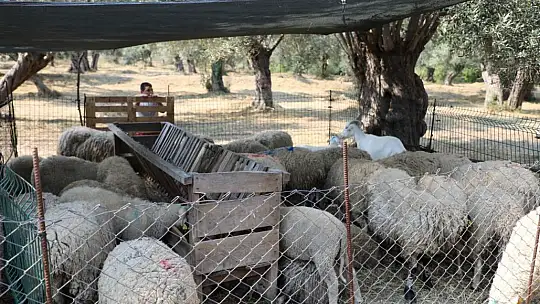 Edremit'te Kurban Satış ve Kesim Yerleri Belirlendi!