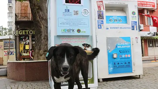 Atıklarınız Sokak Hayvanlarına Can Olsun