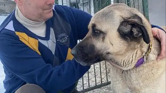 Altıeylül'e Sokak Hayvanları Bakım ve Rehabilitasyon Merkezi Kurulacak