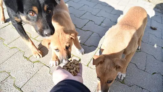 KARESİ'DEN SOKAK HAYVANLARINA ŞEFKAT ELİ