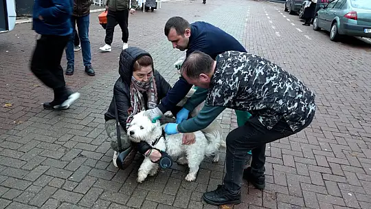 Sokak hayvanları 'Can Dost'a emanet