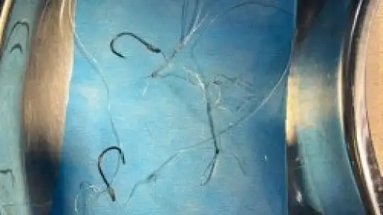 Olta iğnesi yutan kedi Büyükşehir'in tedavi merkezinde güvende