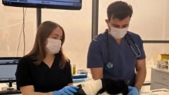 Olta iğnesi yutan kedi Büyükşehir'in tedavi merkezinde güvende