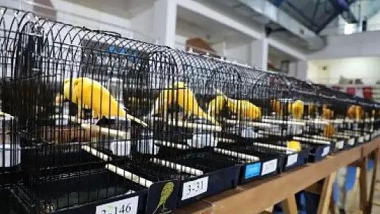 Dünyanın en büyük kanarya yarışması Edremit'te...