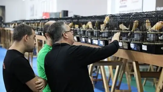Dünyanın en büyük kanarya yarışması Edremit'te...