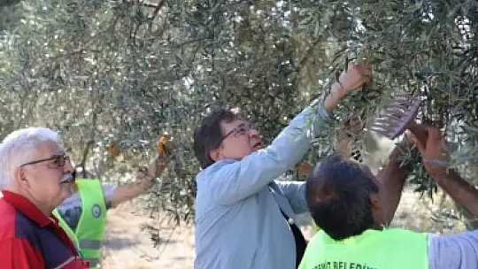 Zeytinin Başkenti Edremit'ten Sofralara
