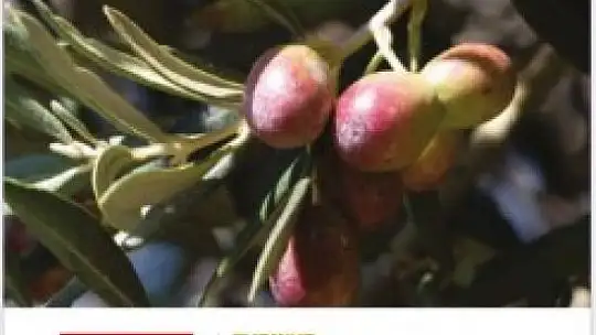 Zeytin ve ekmek kitapları Dünya Kitap Yarışması'nda