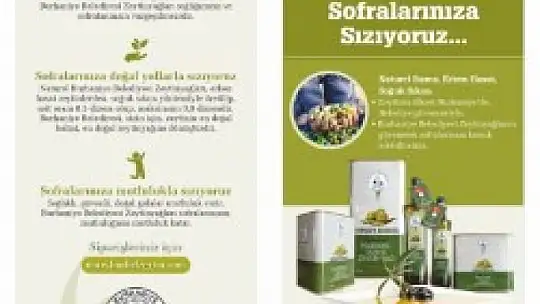 Burhaniye'de Zeytin Hasat Zamanı