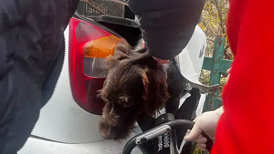 Terminalde Kaza: Sürücüler ve Bir Köpek Araçta Sıkıştı