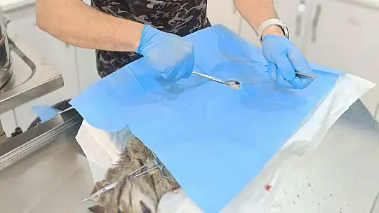 Büyükşehir, hamile kediyi kurtarmak için seferber oldu