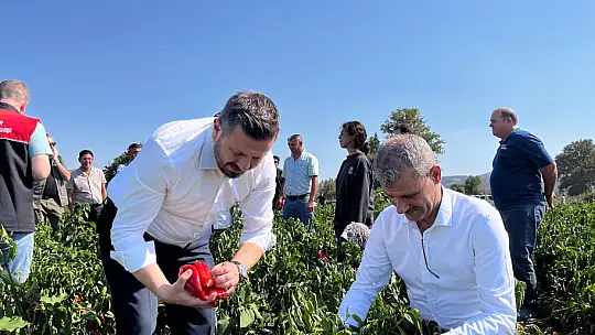 Bigadiç Çekirdekli'de Biber Hasadı Coşkusu...