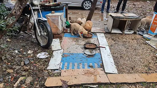 Sokak Hayvanları Devletin Şefkatli Ellerinde