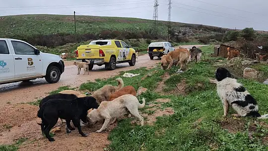 Sokak Hayvanları Devletin Şefkatli Ellerinde