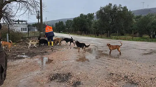 Sokak Hayvanları Devletin Şefkatli Ellerinde