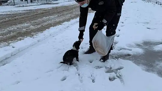 Vali Şıldak'tan Sokak Hayvanları İçin Çağrı