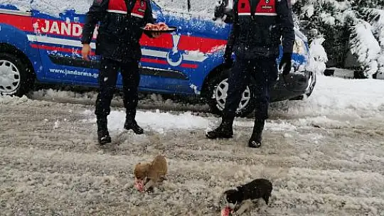 Vali Şıldak'tan Sokak Hayvanları İçin Çağrı