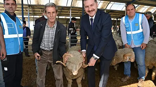 Büyükşehir'den, Yerli Üreticiye Damızlık Koç Desteği