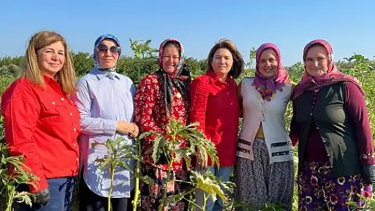 Vali Şıldak Çiftçilerle Bamya Hasat Etti